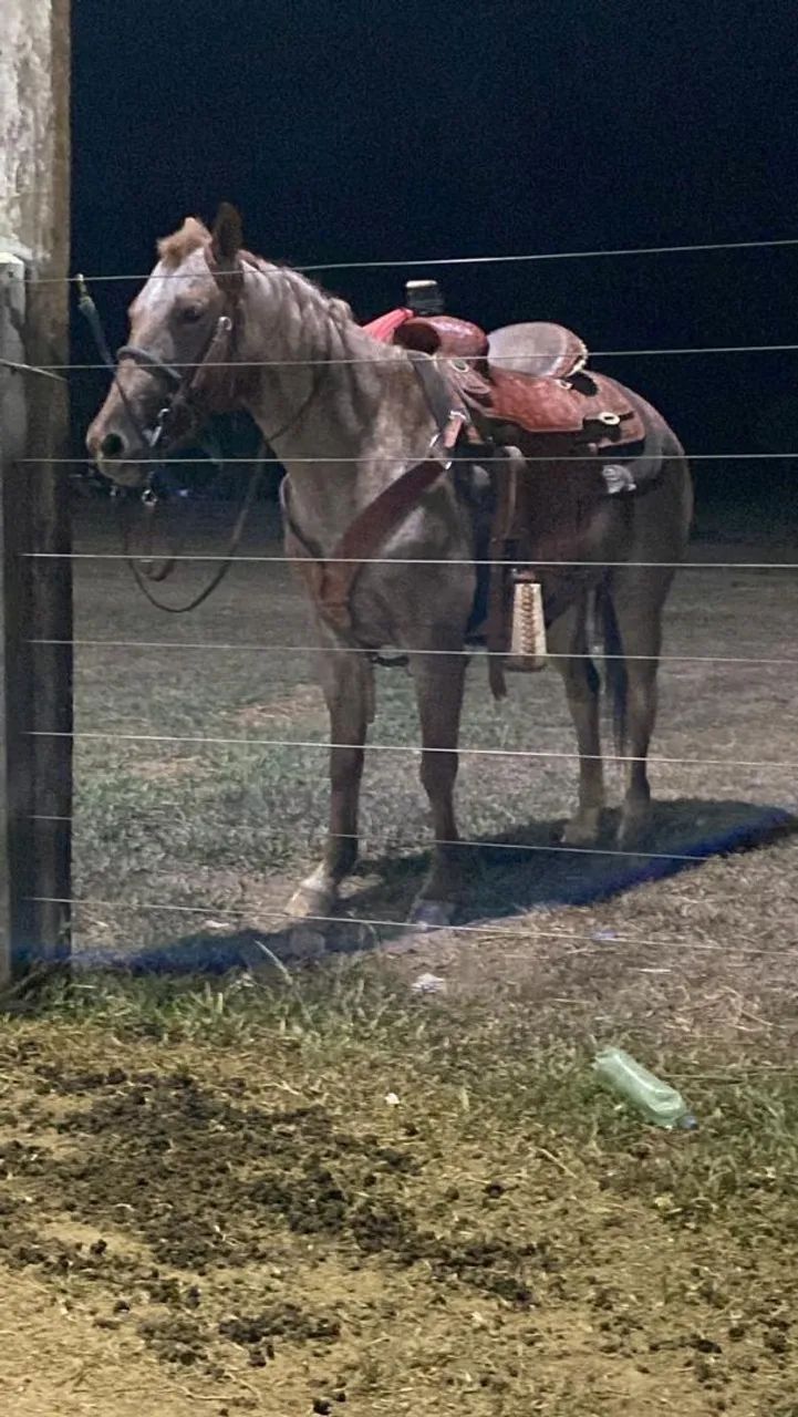 Egua para team roping