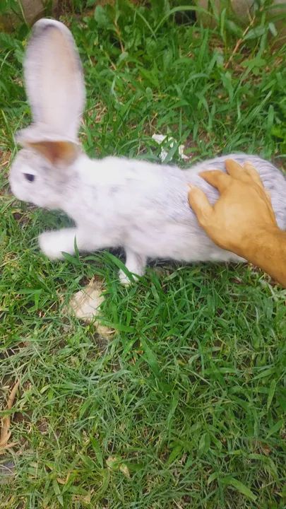 Coelhos Coelho gigantes de flandes  - Foto 5