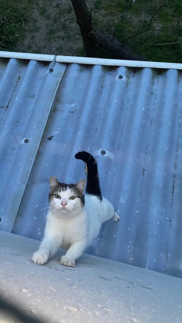 doa-se gato - Foto 5
