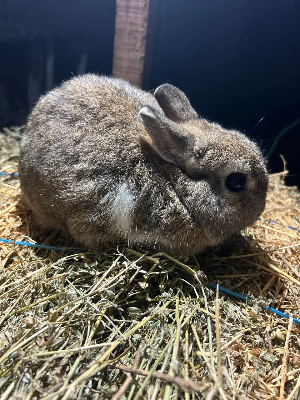 Disponíveis Netherlands  - Foto 4