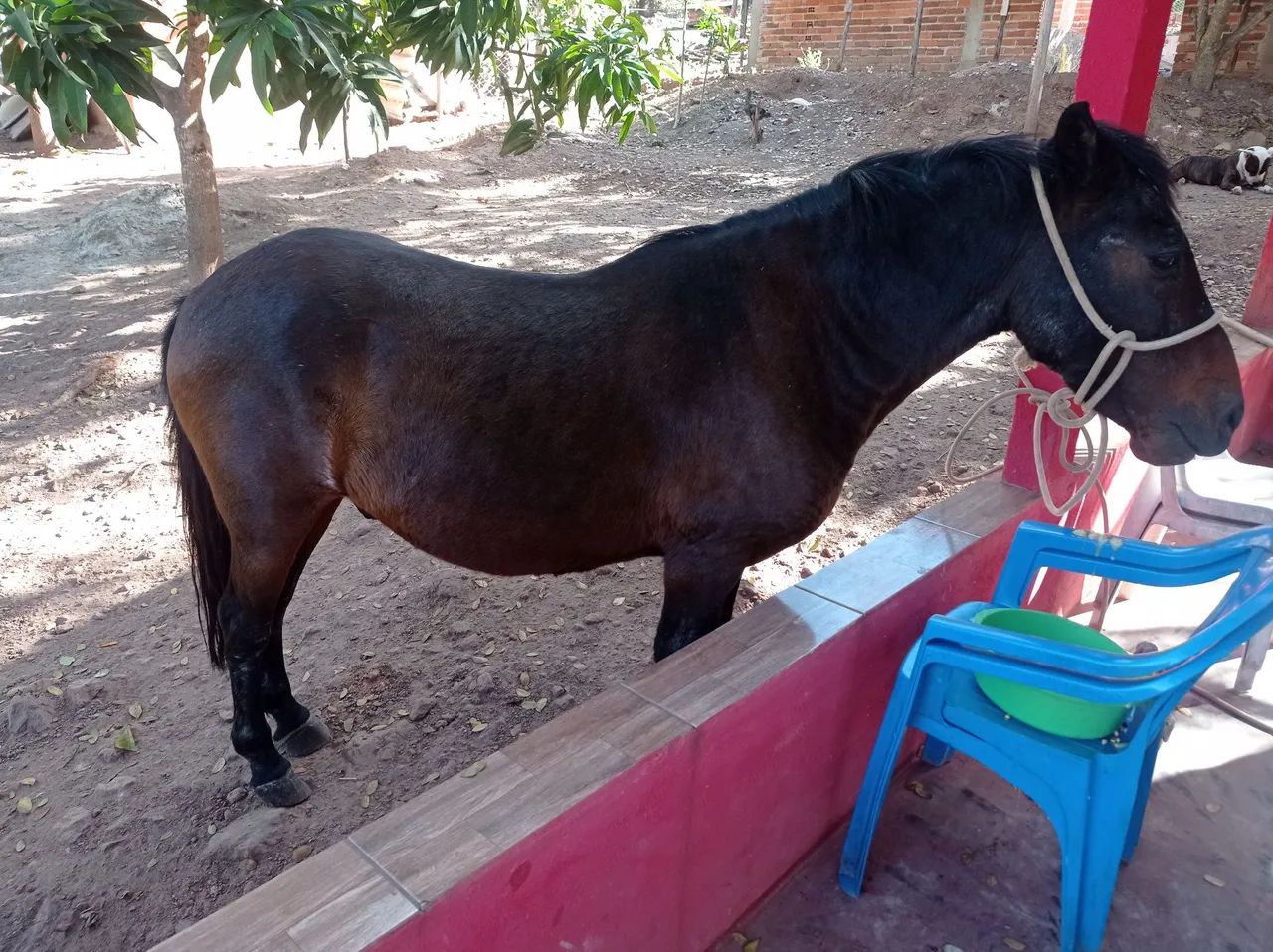 Cavalo Piquiras domado 