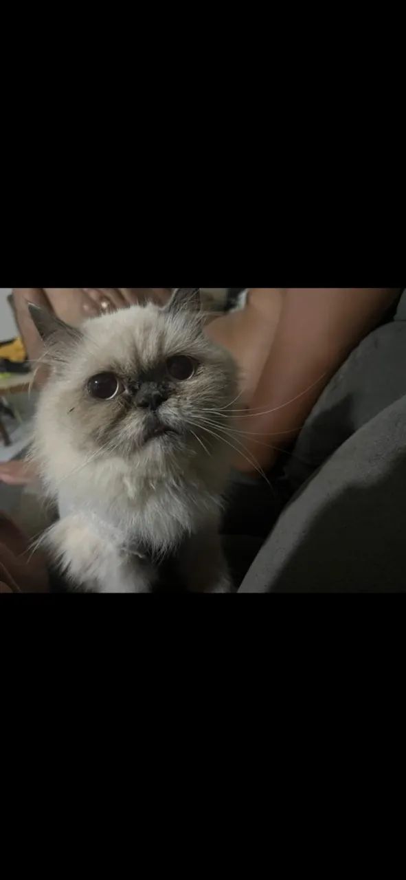 Gata persa  - Foto 2