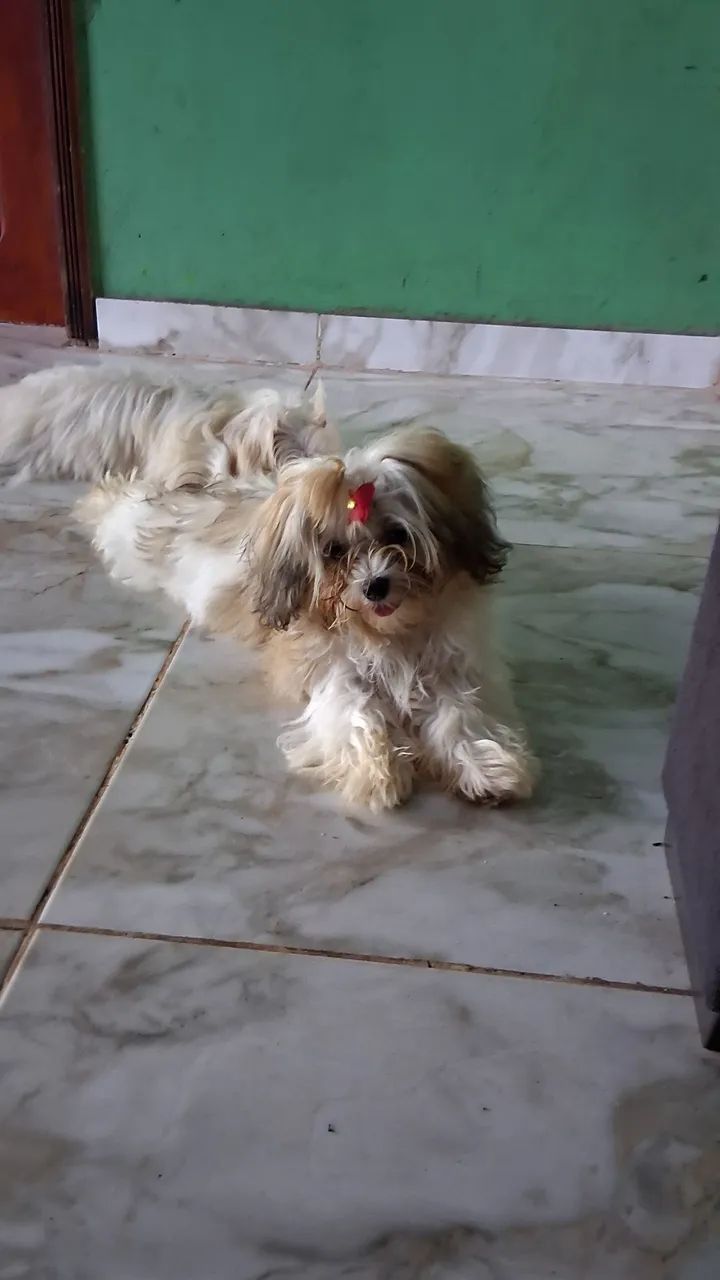cachorrinha - Foto 2