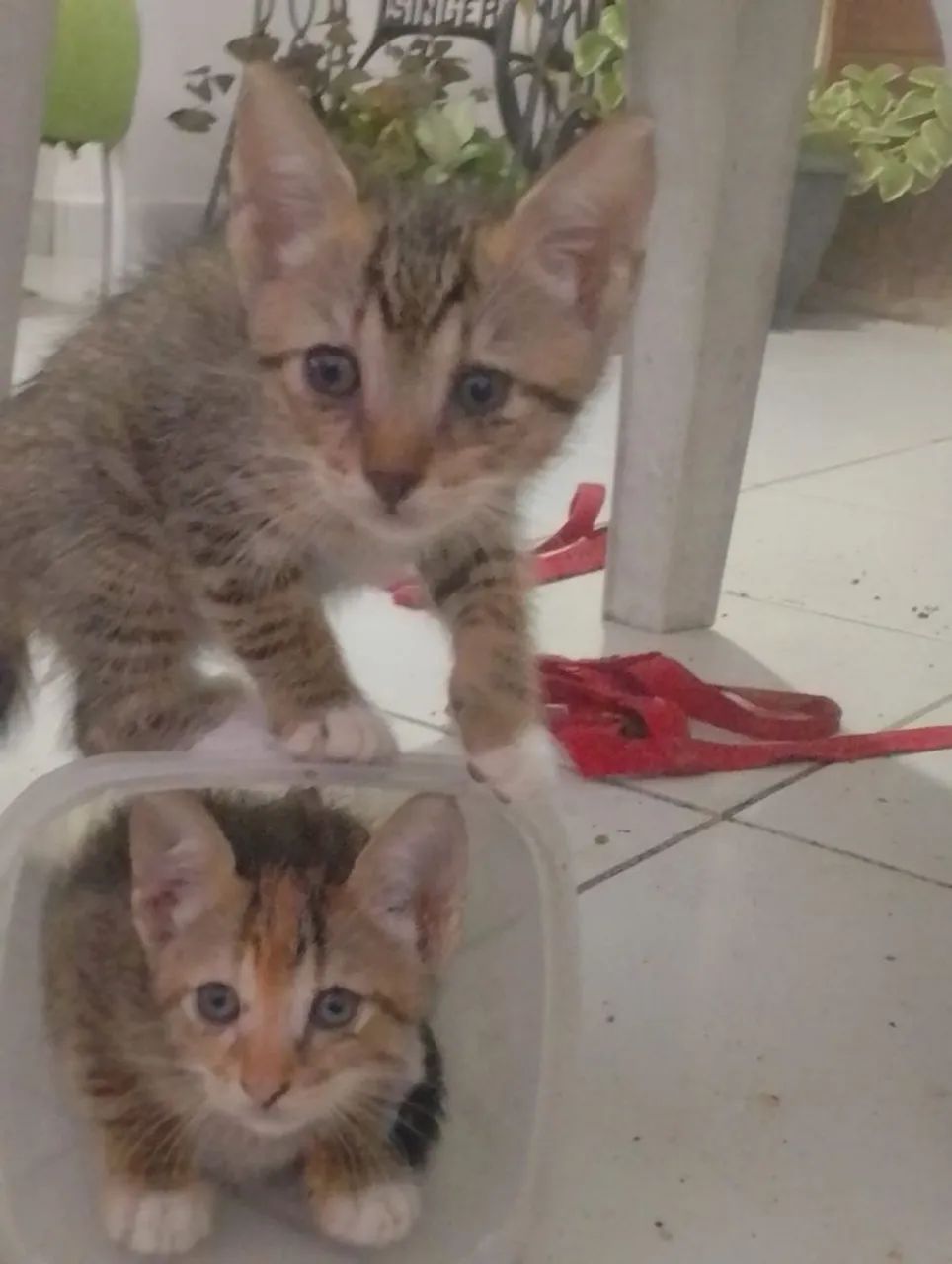 Lindos gatinhos