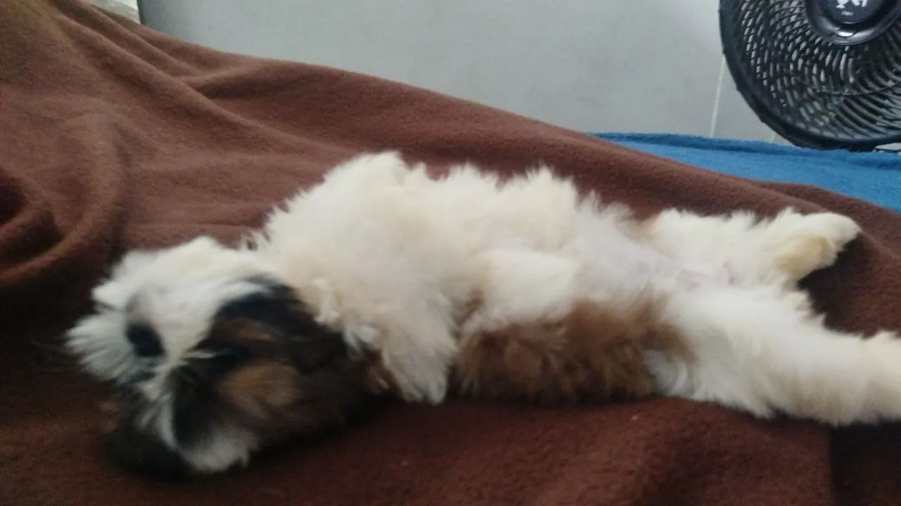 Cachorro da raça shih Tzu  - Foto 5
