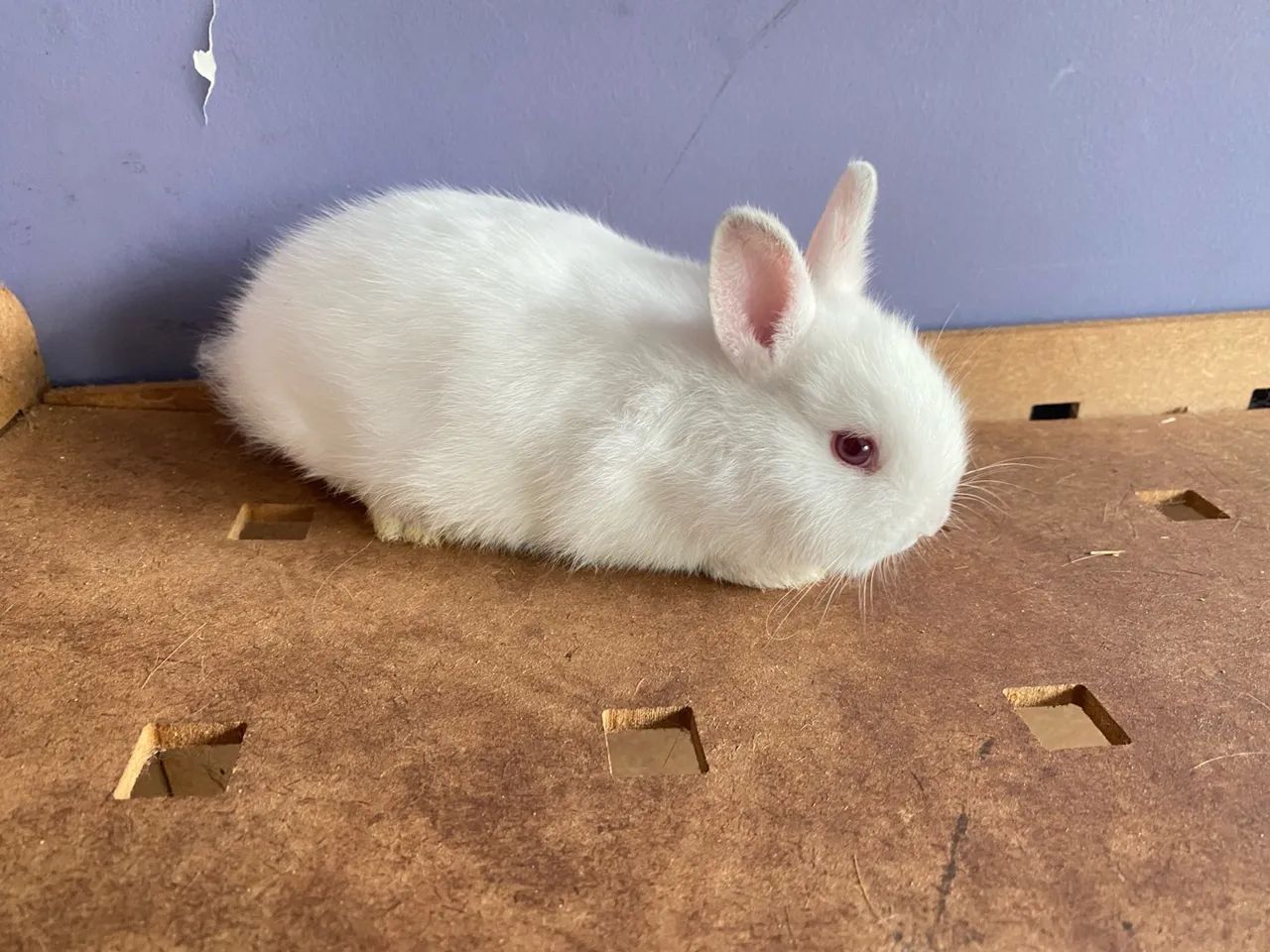 mini coelhos netherlands Dwarf coelho anão Promoção  machinho Promoção - Foto 3