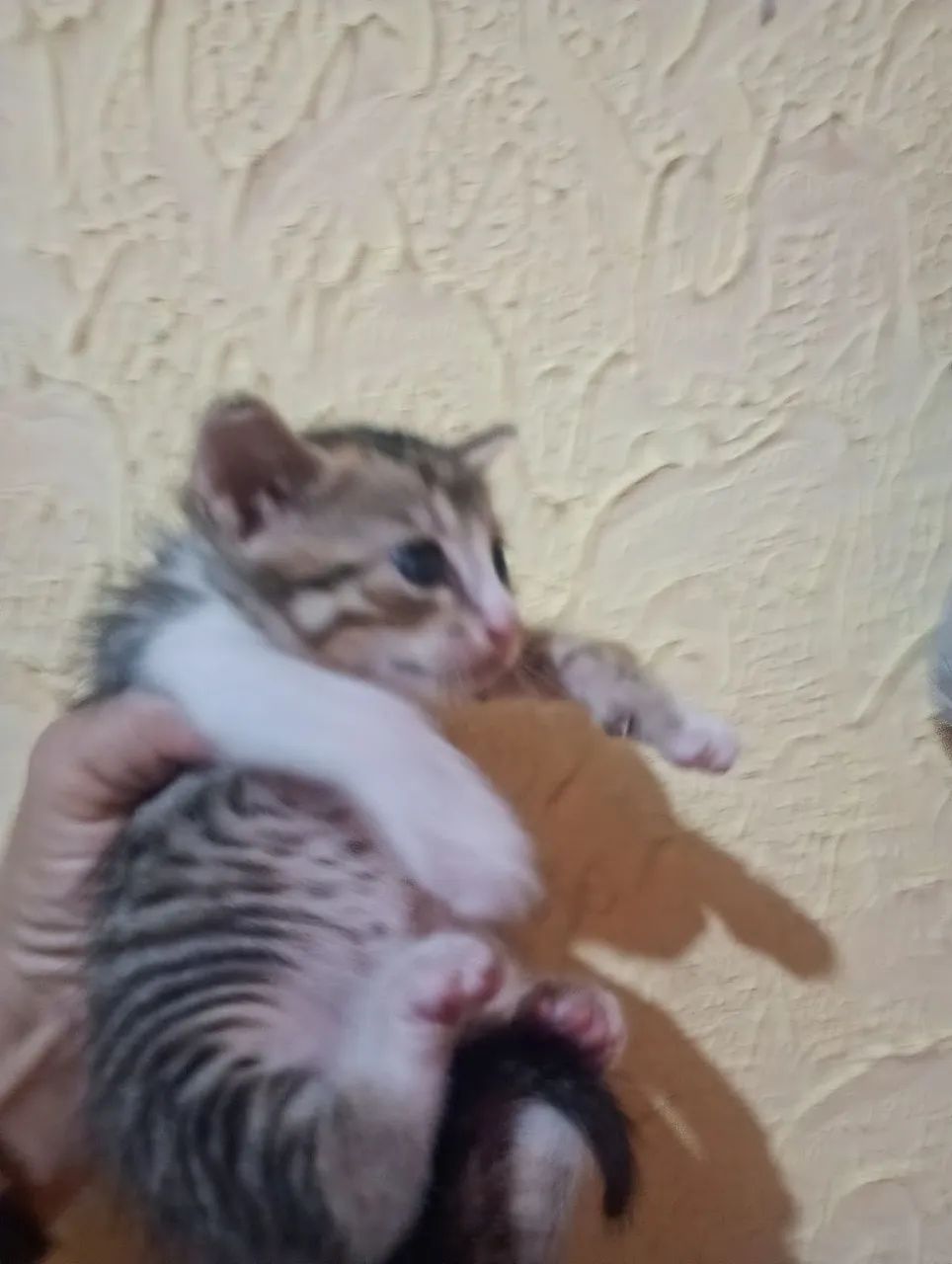 doaçao gato - Foto 3