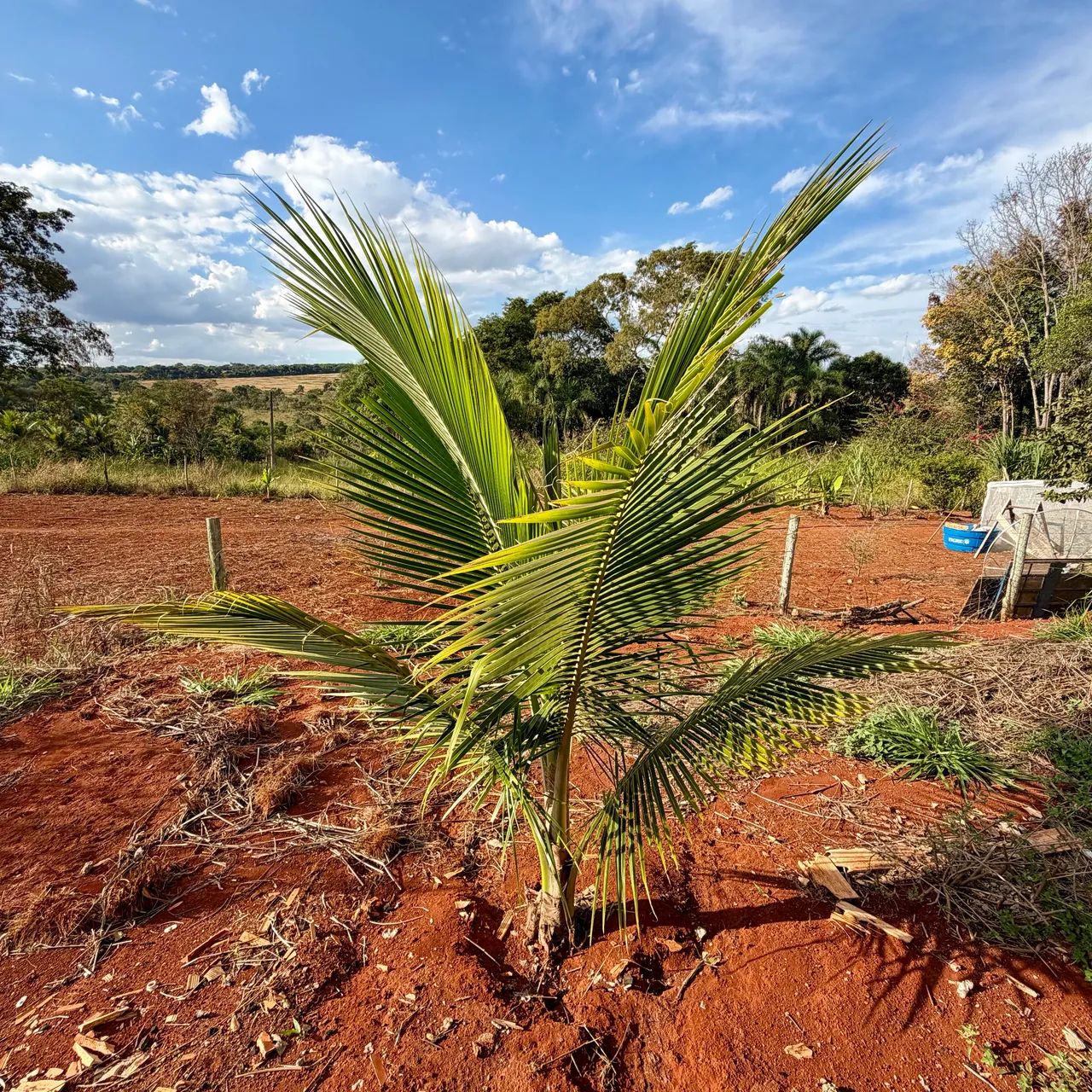 Chácara 2.100m2 com Casa. Em Bonfinópolis-GO - Foto 13