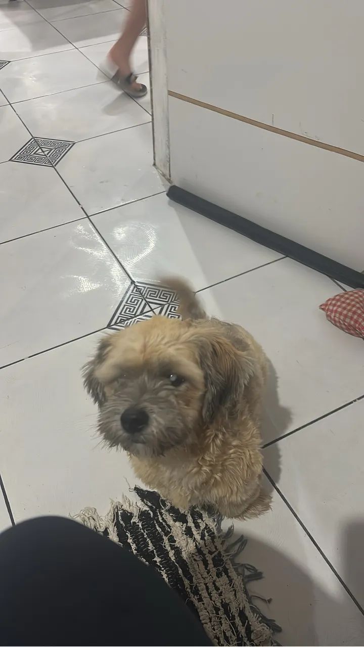 DOAÇÃO RESPONSÁVEL - BRUCE