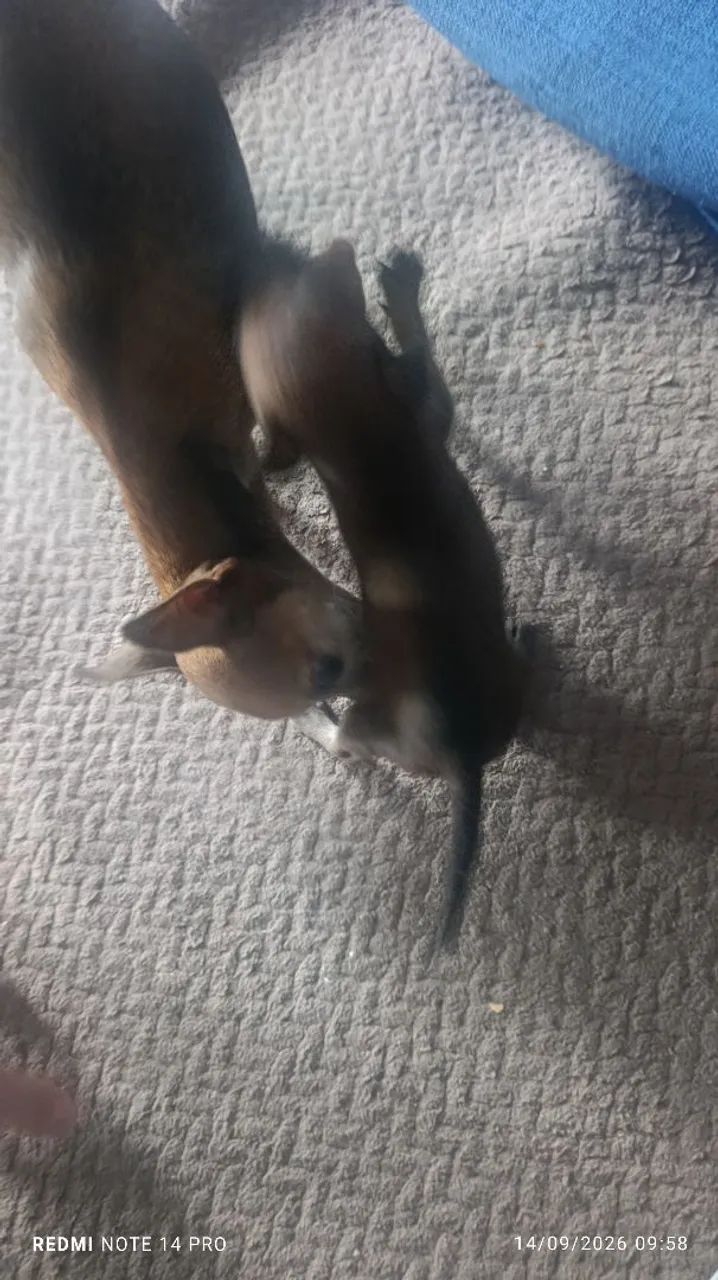 Pinscher macho  - Foto 2