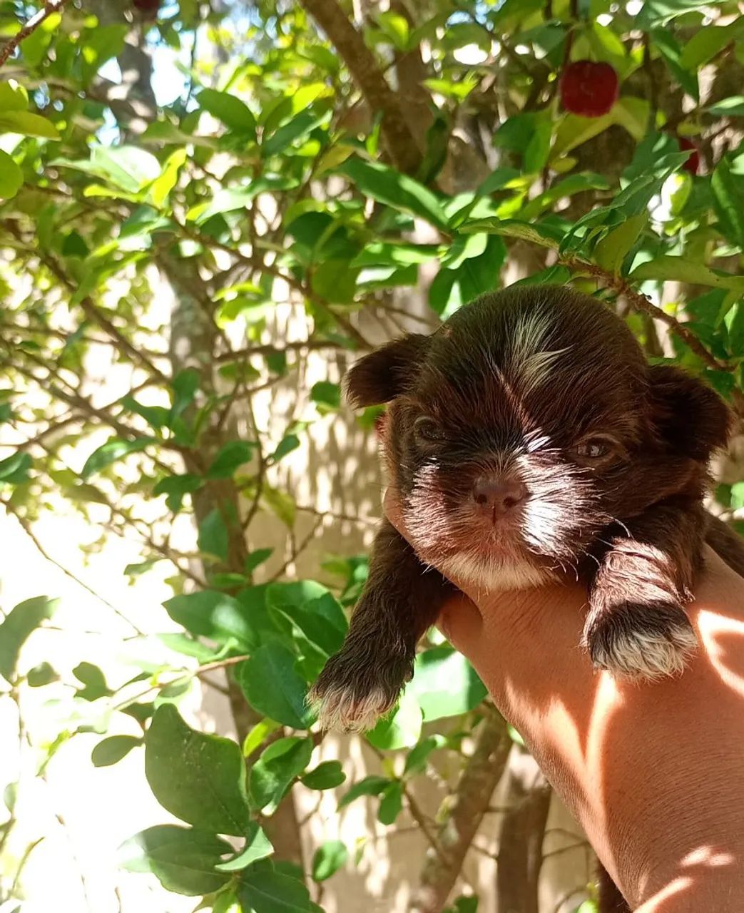 Shih Tzu macho  - Foto 4