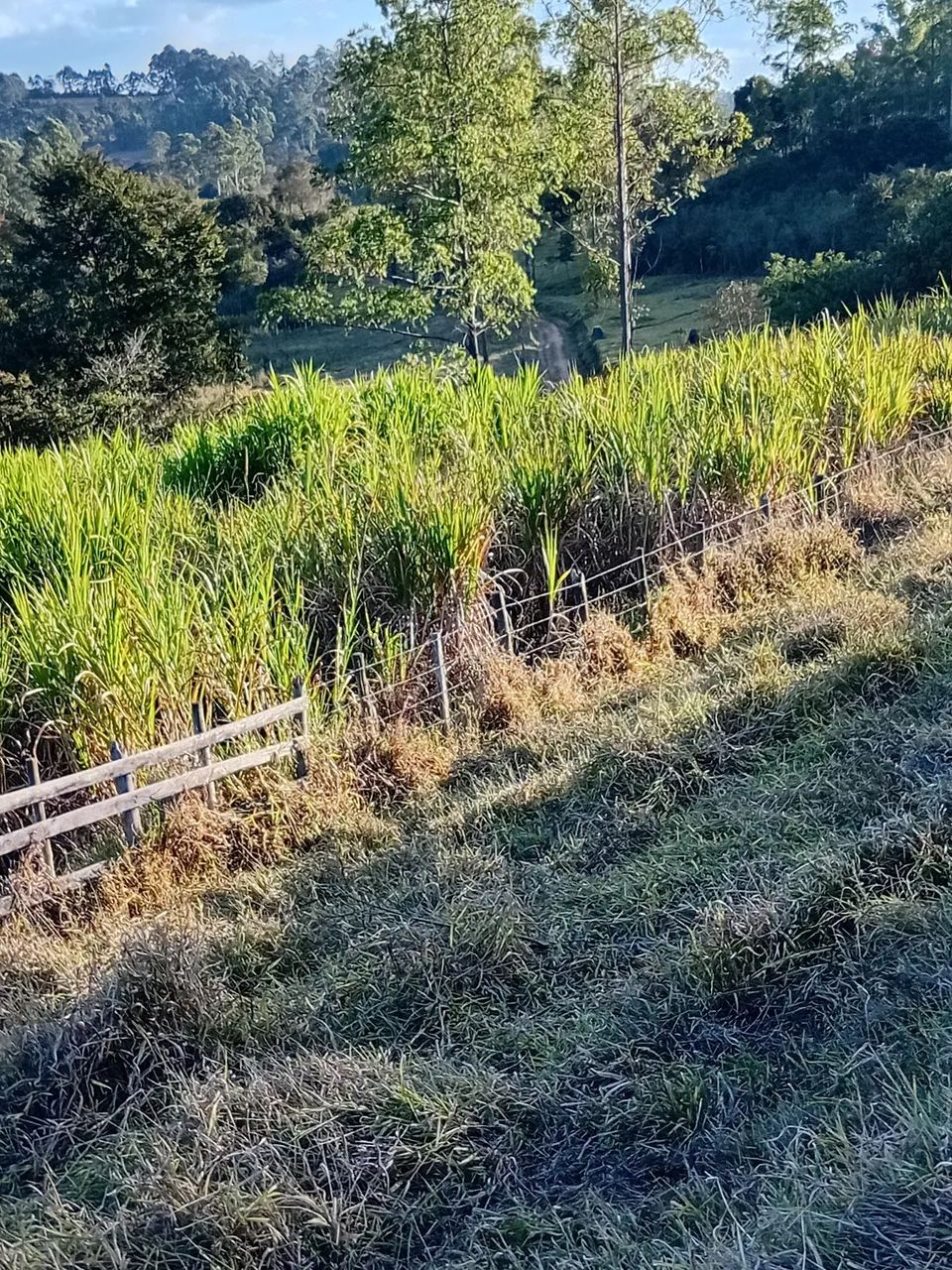 Canavial  Cana roxinha  - Foto 4