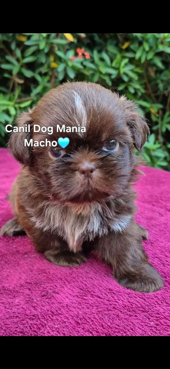 Shih tzu macho chocolate 