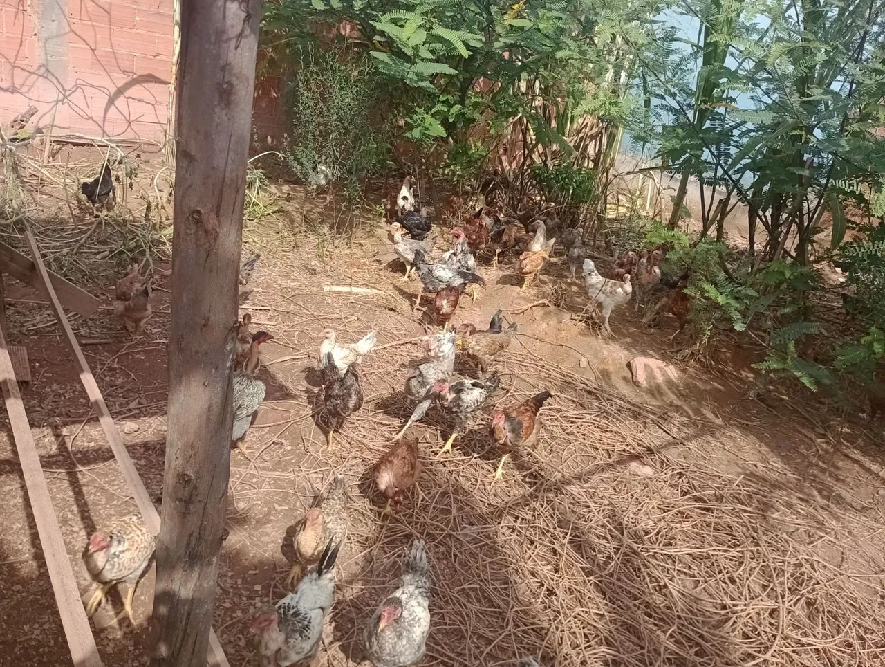 Frangos e frangas  - Foto 4