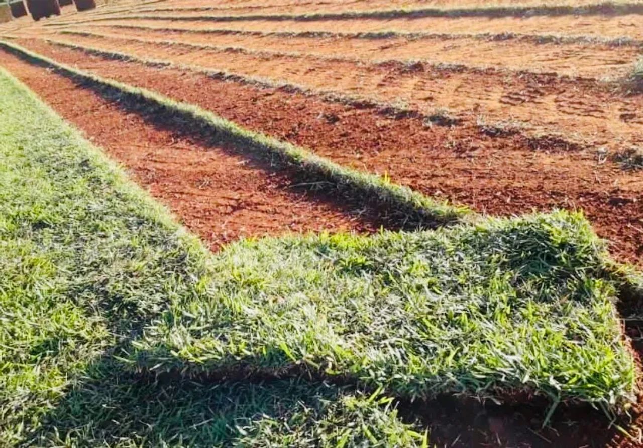 Grama Esmeralda, Batatais, São Carlos e Zeon Zoysias - Foto 2