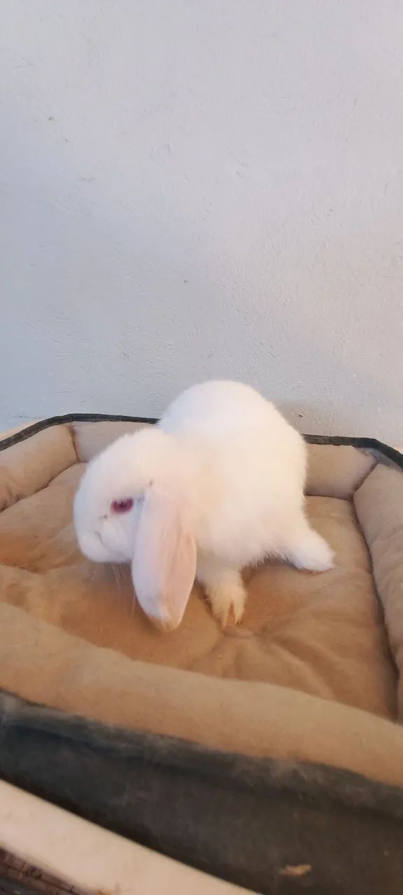 Mini lop orelhas caídas 
