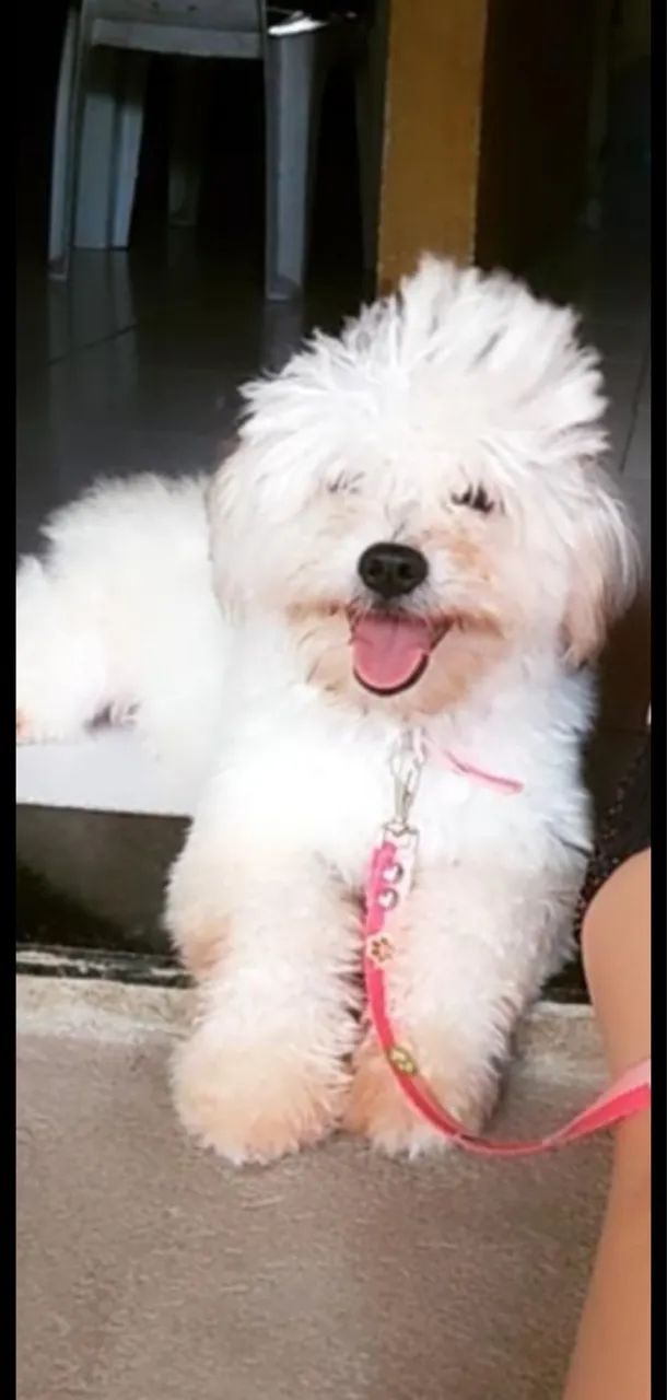 Filhote de poodle  - Foto 2