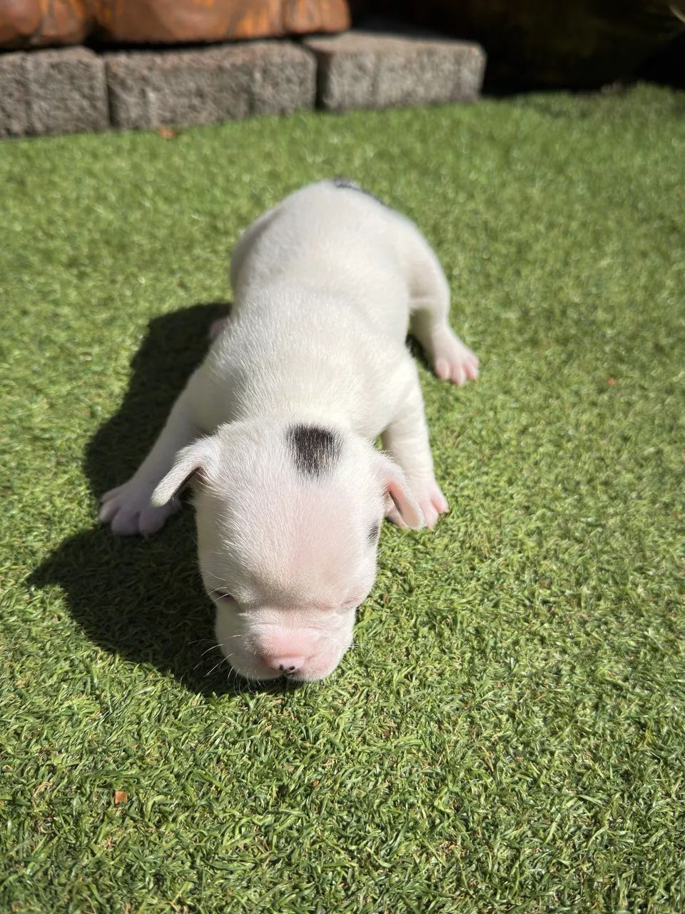 Buldogue Francês - Foto 4