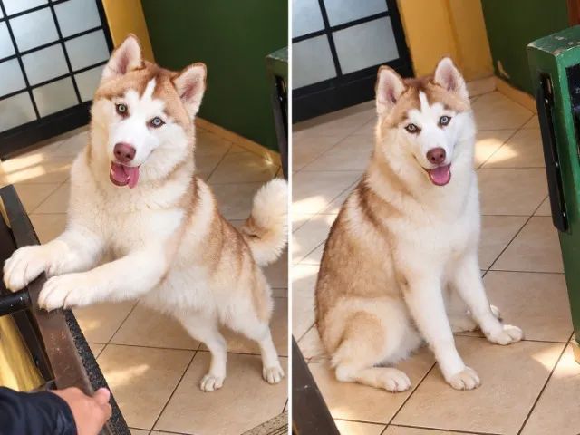 HUSKY SIBERIANO MACHO - BRANCO ISABELA