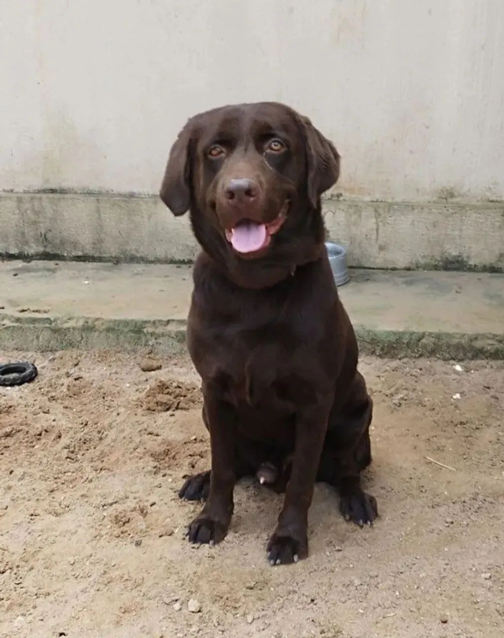 Labrador macho 10 meses 