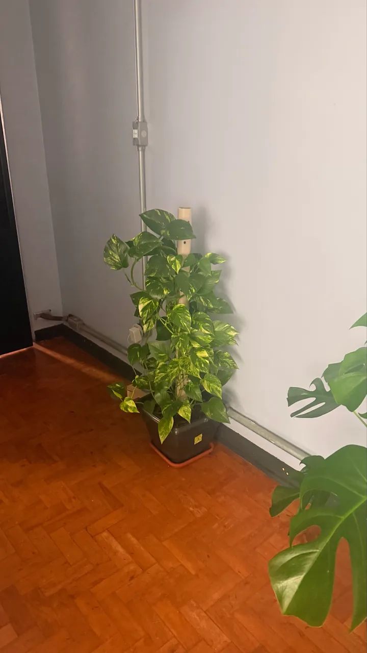 Plantas  - Foto 2
