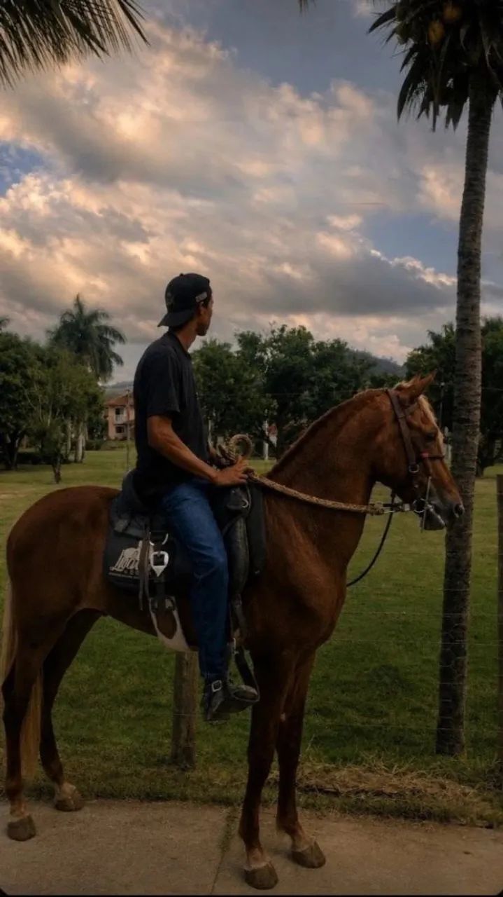 Cavalo potro - Foto 4