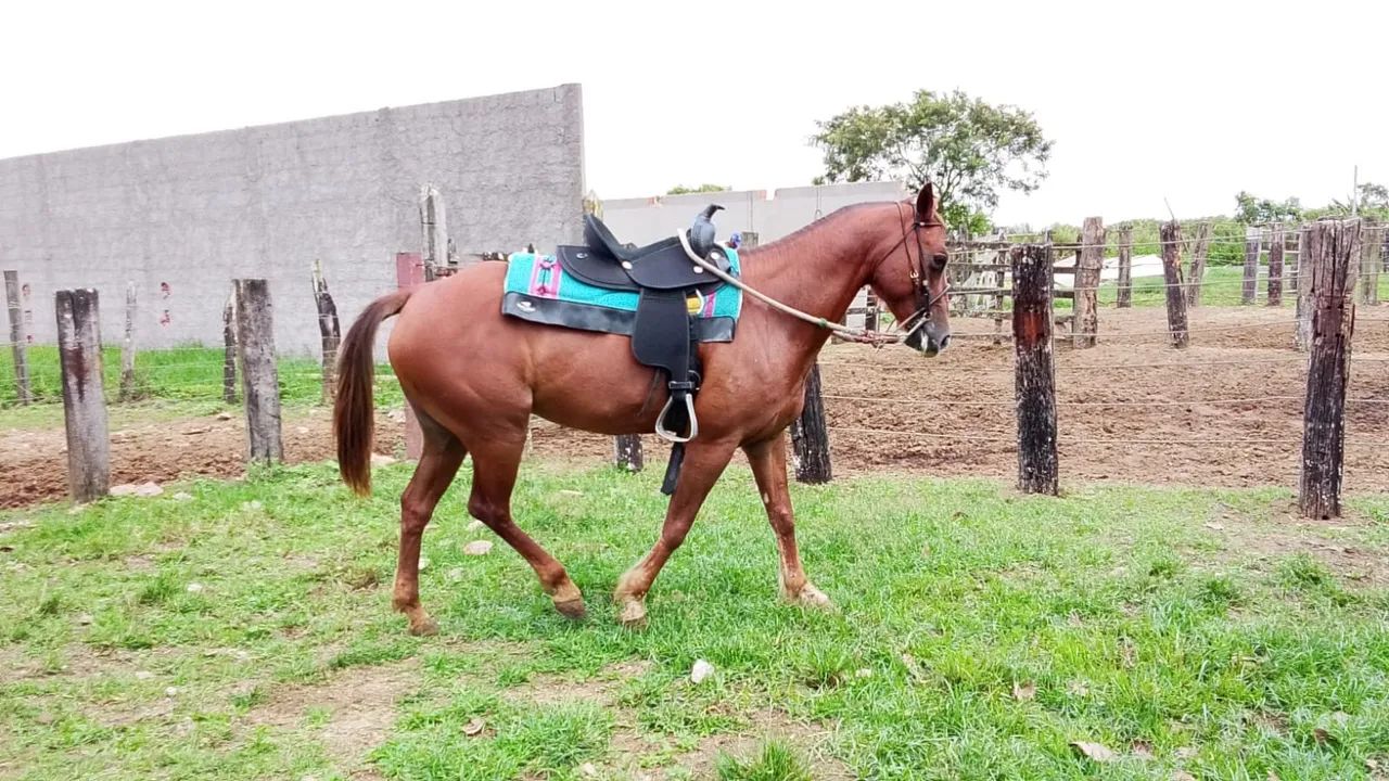 Égua quarto de milha  - Foto 2