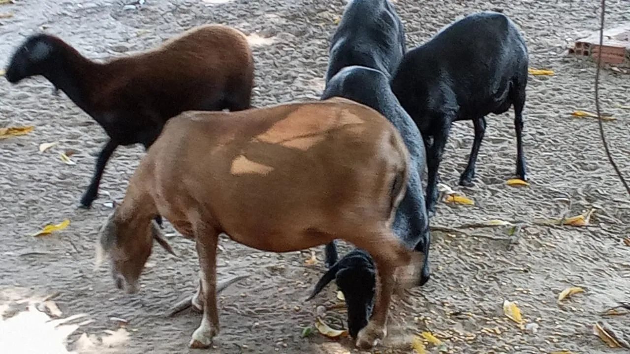 Vendo Ovelhas  - Foto 2