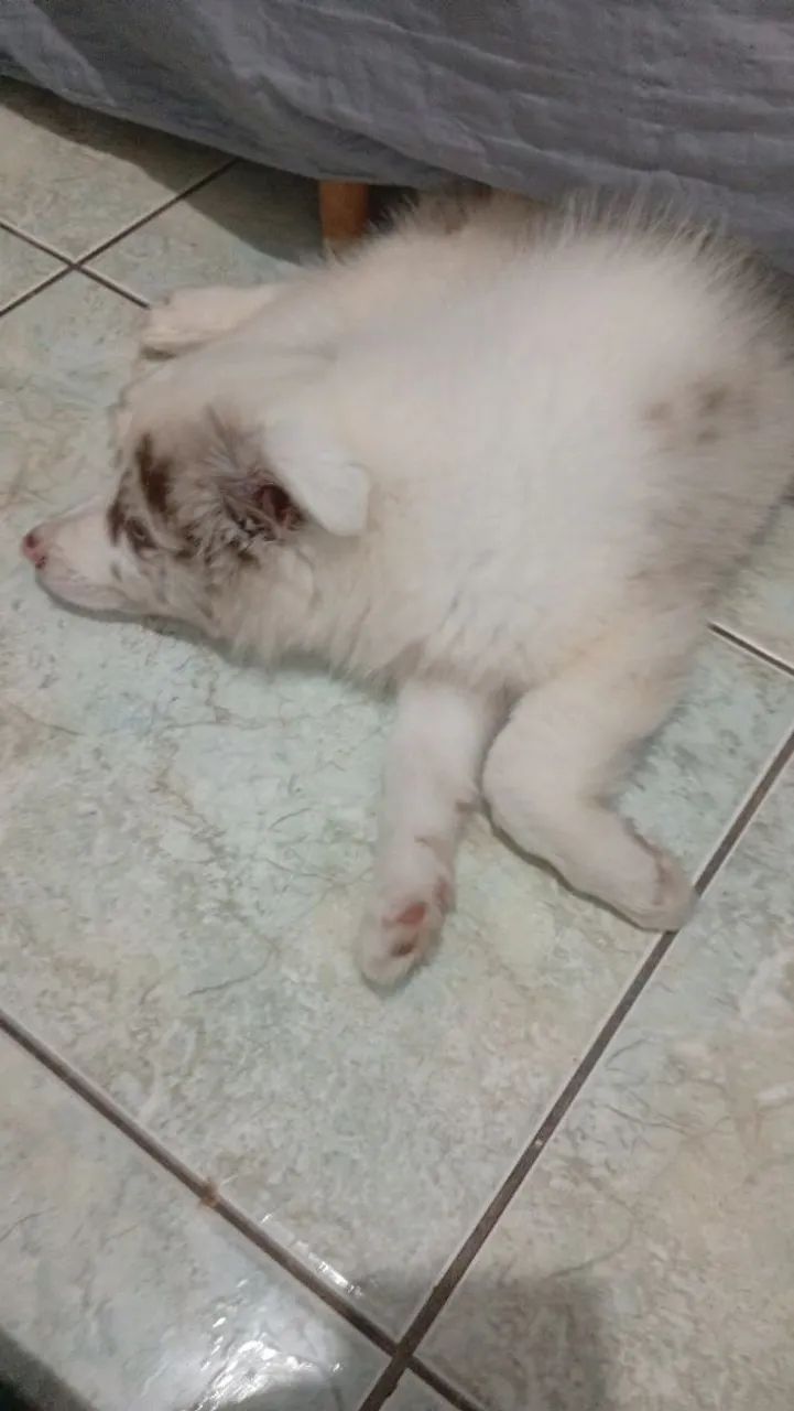 Border colie - Foto 2
