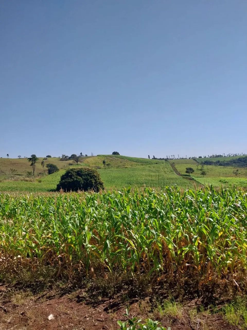 Sítio próximo a Uraí/Londrina  - Foto 2