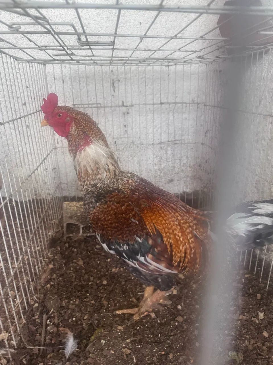 Galo de raça  - Foto 4