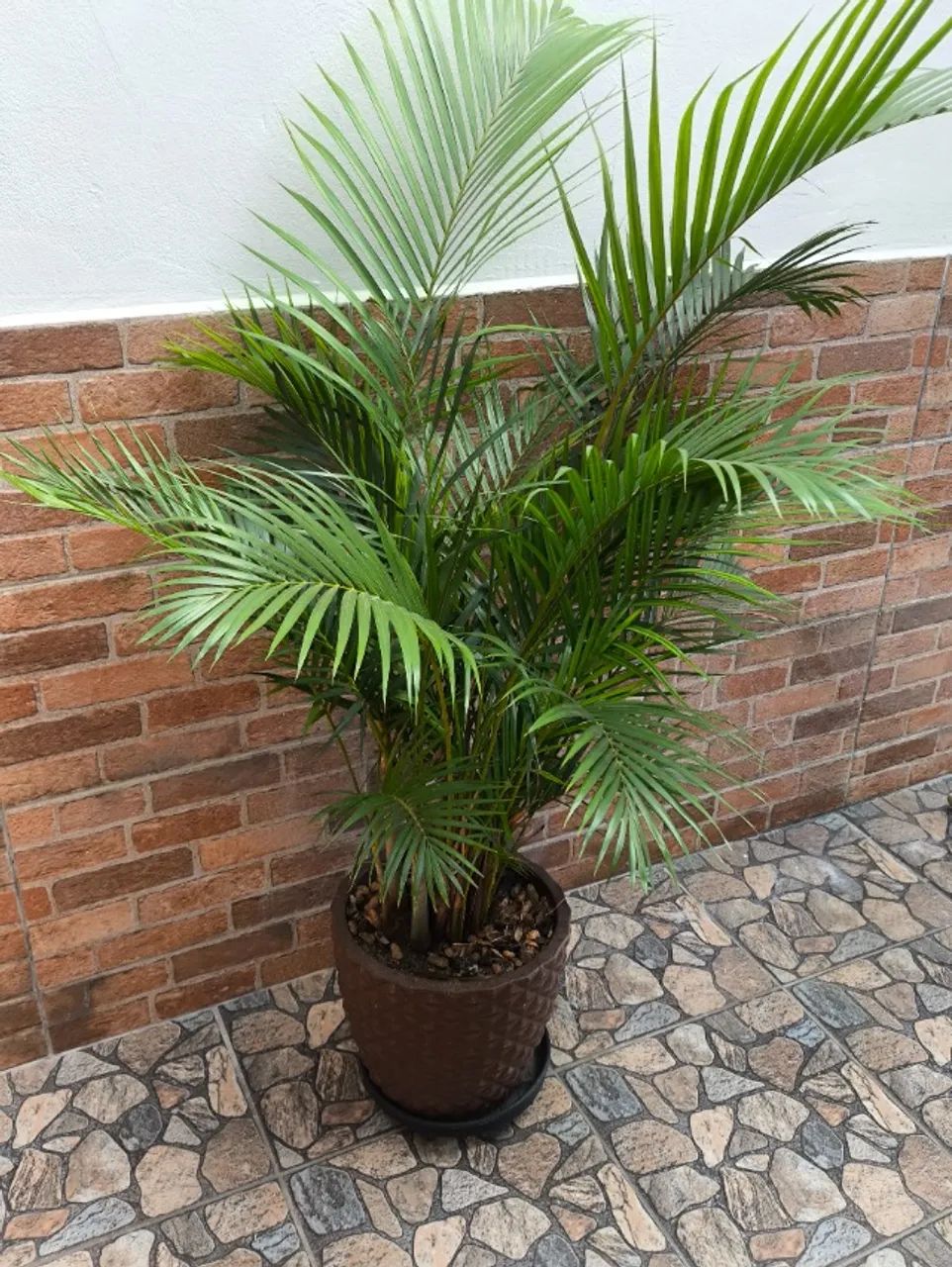 Vaso de planta - Foto 5