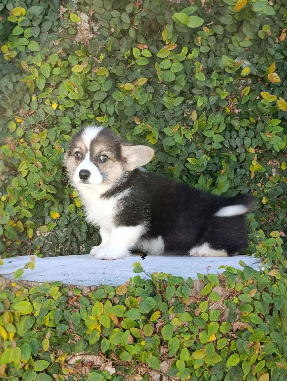 Lindos, Corgi Pembroke  - Foto 5