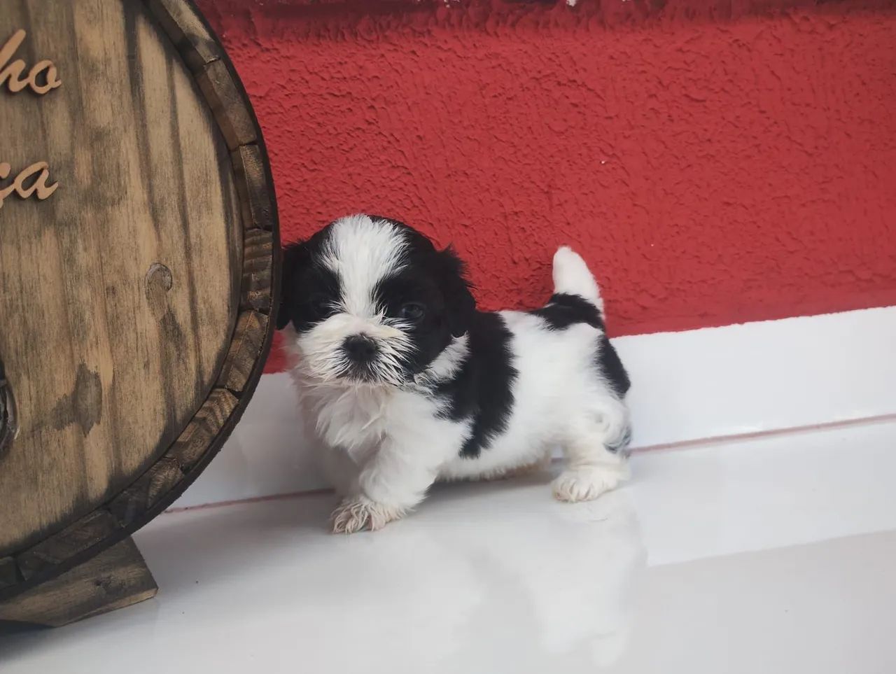 Shihtzu
