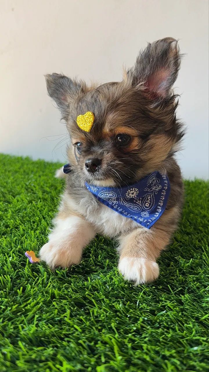 Chihuahua 