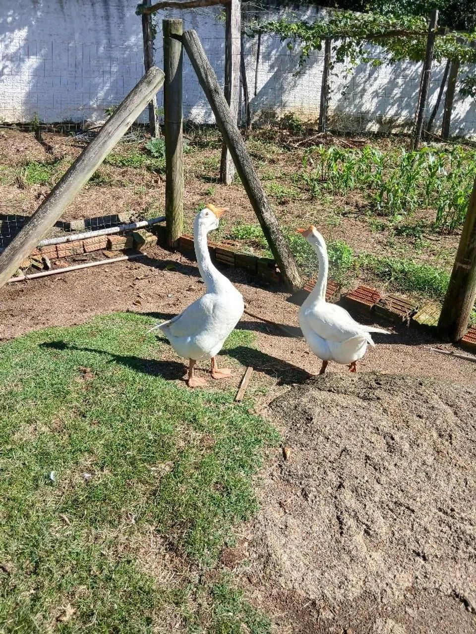 Vendo dois gansos machos
