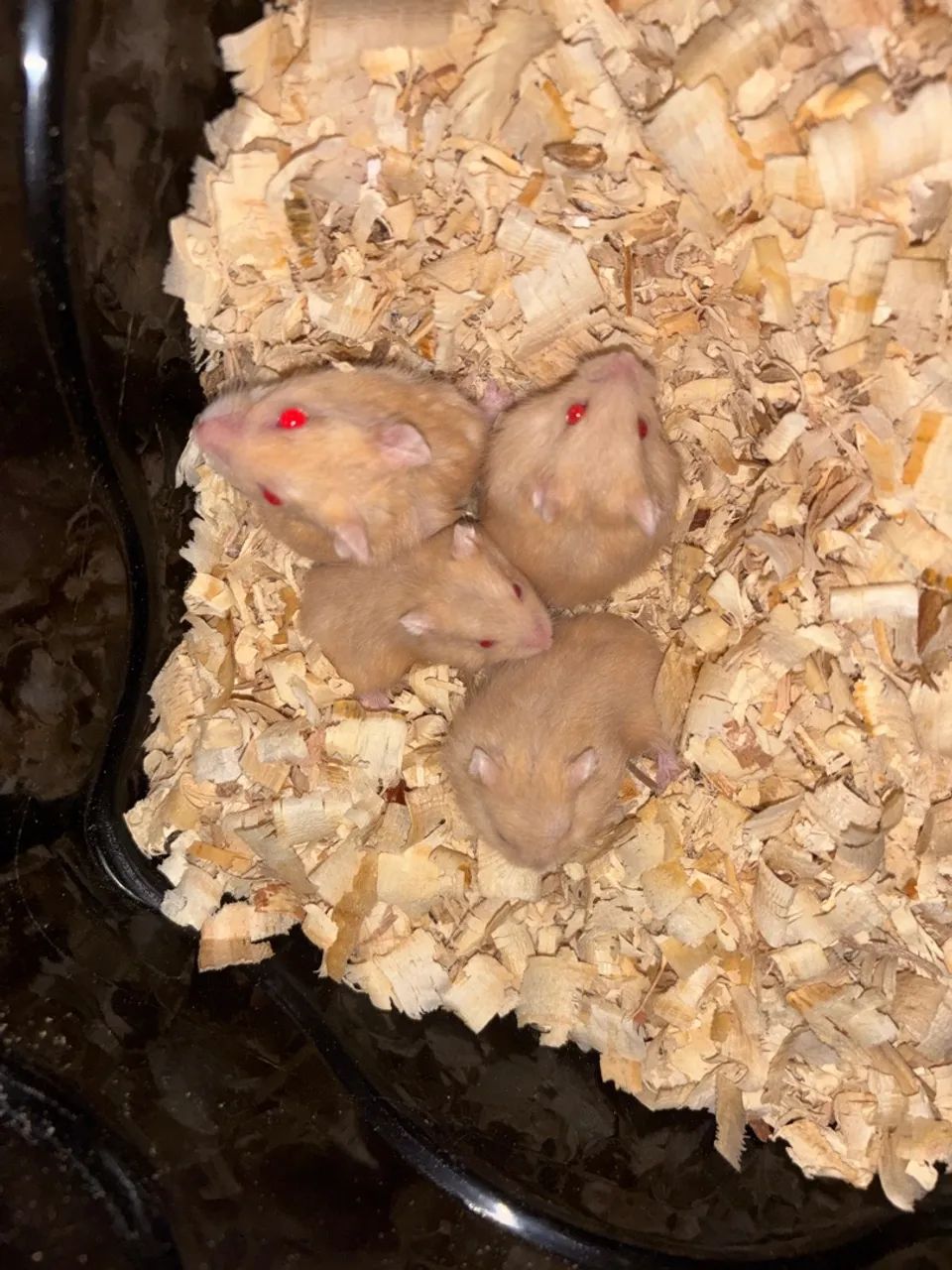 Hamster 
