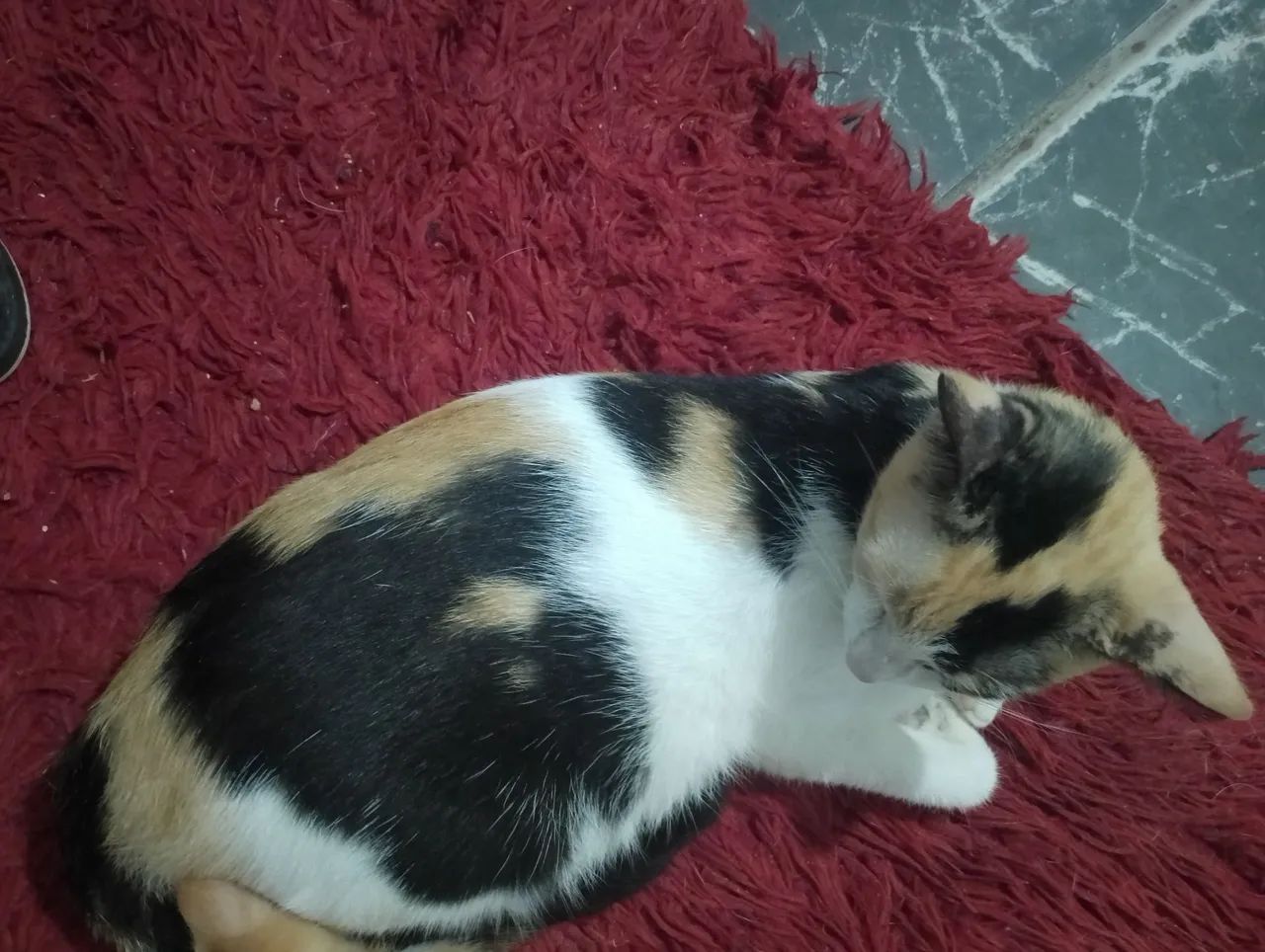 Gatinha para adoção 