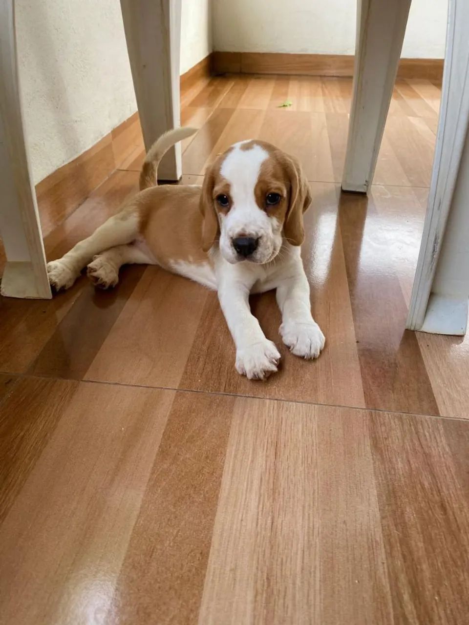 Filhotes de Beagles  - Foto 4