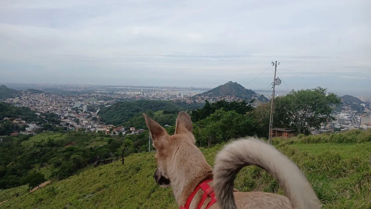 Estou doando uma linda cachorrinha 