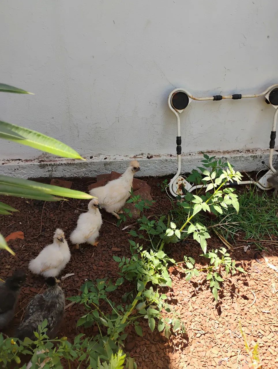 VENDO SEDOSA  - Foto 4