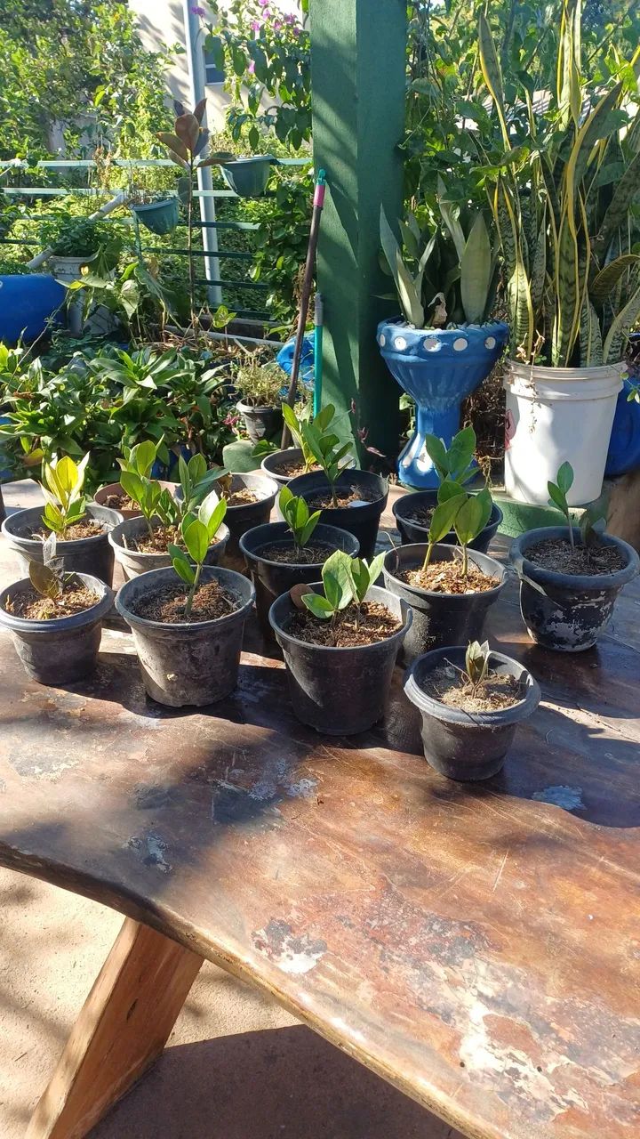 Mudas da Planta Zamioculca - Foto 3