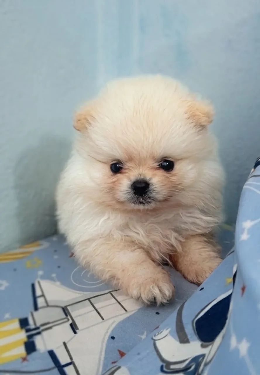 Lulu da pomerania  - Foto 2