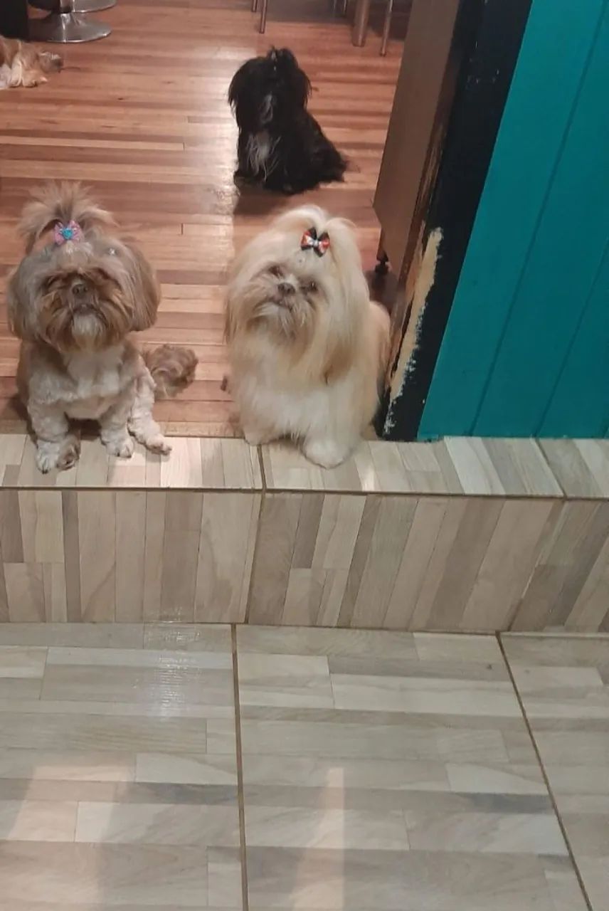Shih tzu  - Foto 2