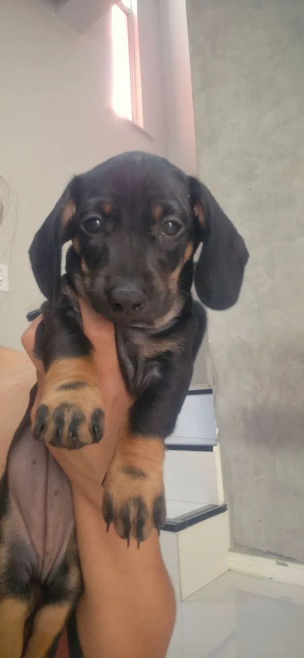 Cachorra salsicha (dachshund) - Foto 5