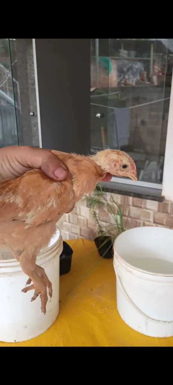 Caipirão pesado 