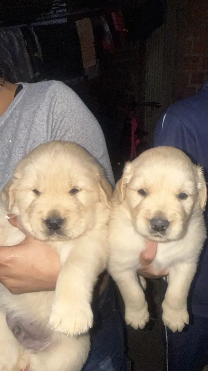 Cachorro Golden Retriever  - Foto 2