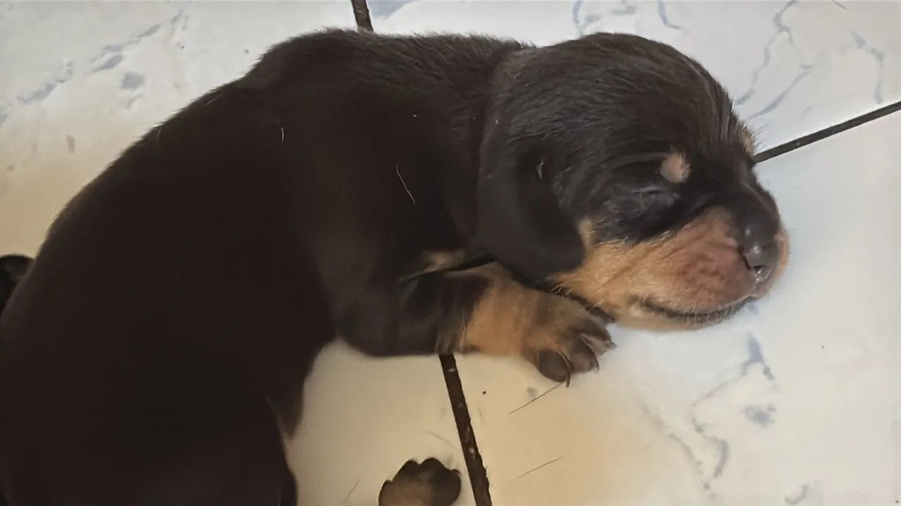 filhotes de dachshund (salsicha) - Foto 2