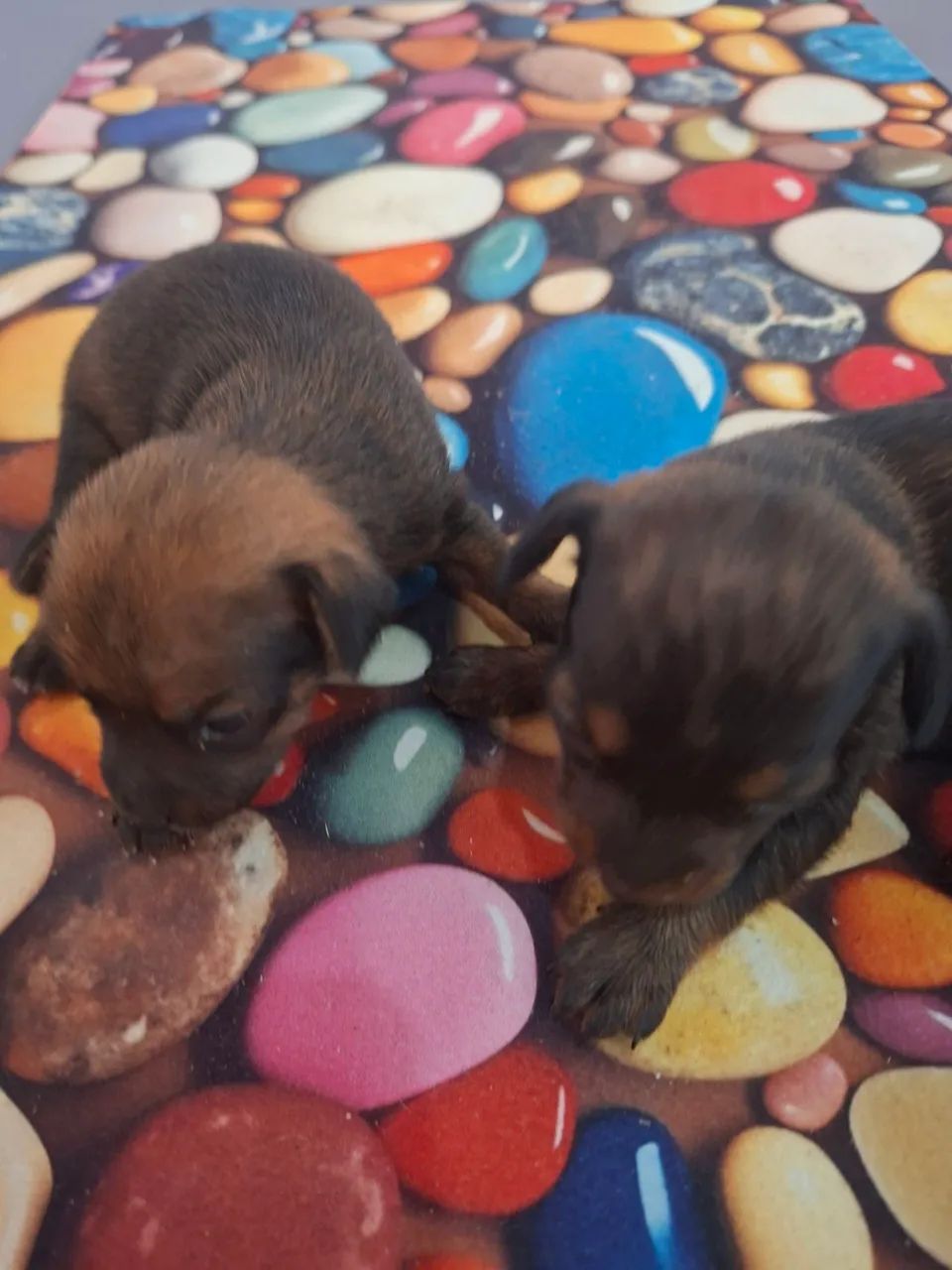 Filhotes de pinscher  - Foto 2