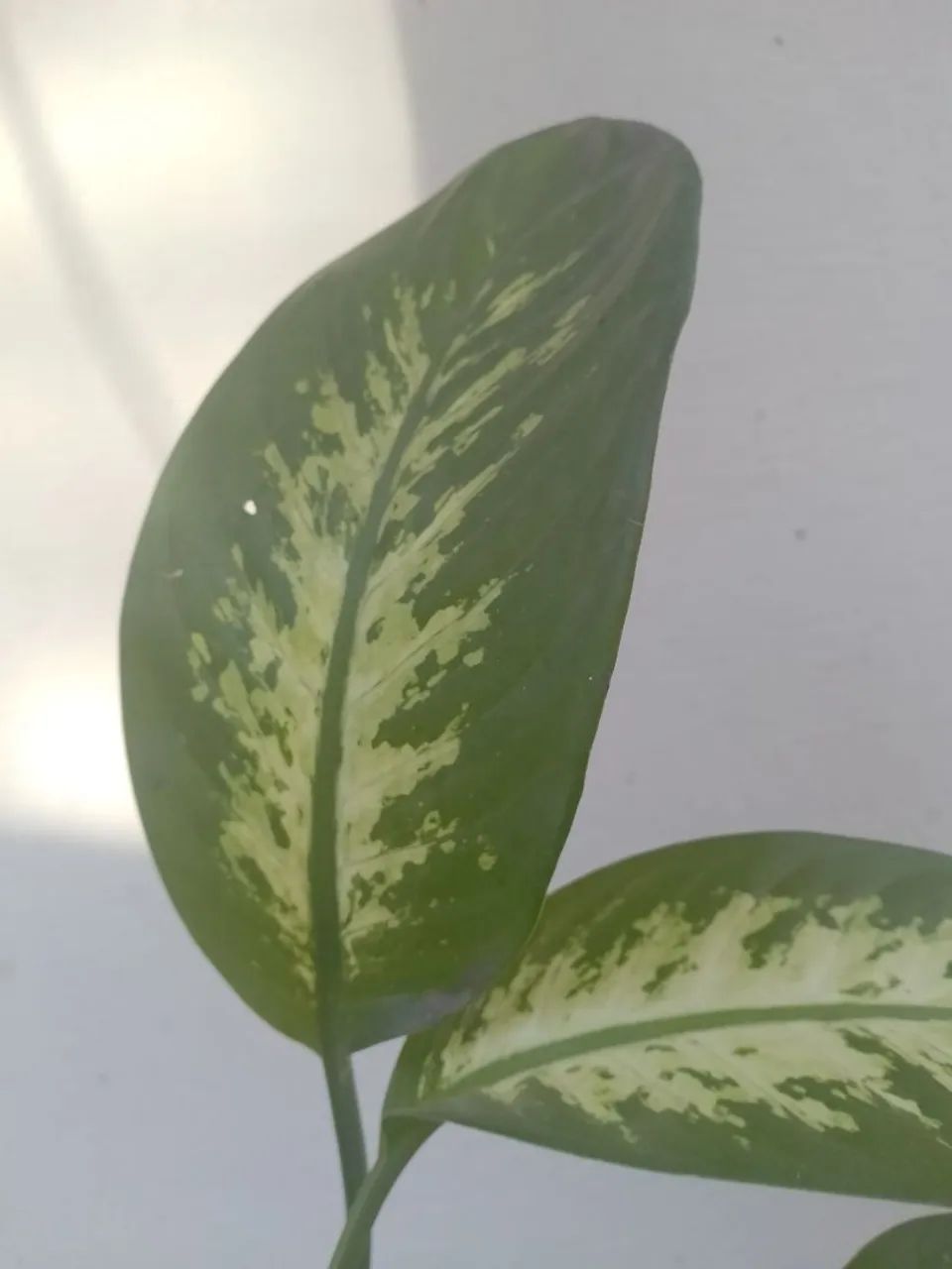 Comigo ninguém pode  - Foto 3